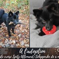 Aston, chien à adopter