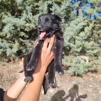 GLACE, chienne à adopter