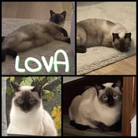 LOVA, chatte à adopter