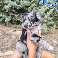 PICASSO, chien à adopter