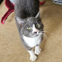 Mijota chatte adulte, chatte à adopter