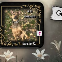 Guizmo, chien à adopter