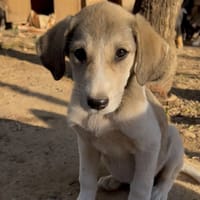 Phia, chienne à adopter