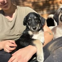 Poppy, chienne à adopter