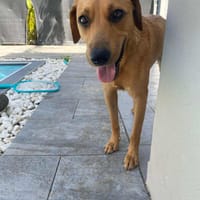 Dixy la joyeuse et dynamique louloute, chienne à adopter