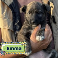 Emma, cane femmina da adottare