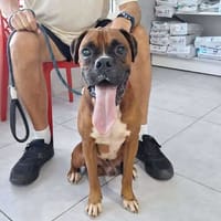 ROUKY, le magnifique boxer créole, chien à adopter