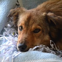 FLOR, chienne à adopter