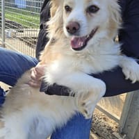 Baklava, chien à adopter