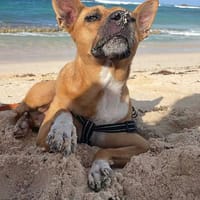 La Belle LUCY, chienne à adopter