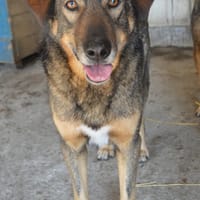 Ouzo, chien à adopter