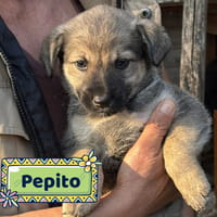 Pepito, cane da adottare