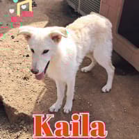 KAILA nata ad Aprile ‘25, cane femmina da adottare