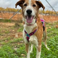 AURA (Animalea), chienne à adopter