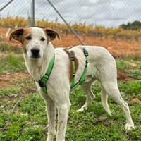 ARLO (Animalea), chien à adopter