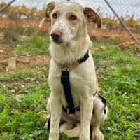 ASHA (Animalea), chienne à adopter
