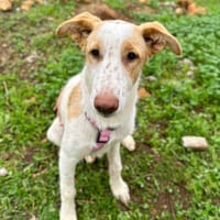 AWEN (Animalea), chienne à adopter