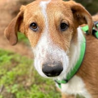 AXEL (Animalea), chien à adopter