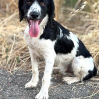 DOMINO (Puertollano), chien à adopter
