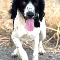 DOMINO (Puertollano), chien à adopter