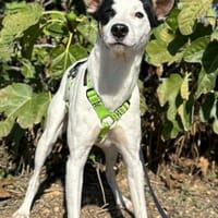 RISITAS (Animalea), chien à adopter