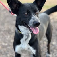 ZEUS (Puertollano), chien à adopter