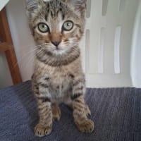 🐾 À L’ADOPTION – WILLOW, petite exploratrice à la robe tigrée ! 🐾, chatte à adopter