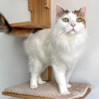 LOU, chatte à adopter