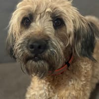 CHAPLIN, chien à adopter