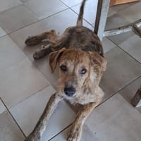 TEQUILA, chienne à adopter