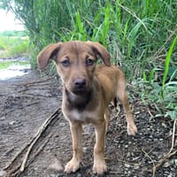 WILLIE, chienne à adopter