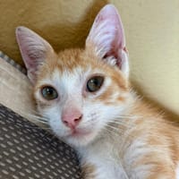 SIMAO, chat à adopter