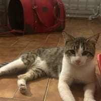DIDIER, chat à adopter