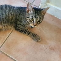 SHAKER, chat à adopter