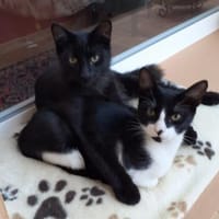 Zwei Brüder  ein Herz, Kater zur Adoption