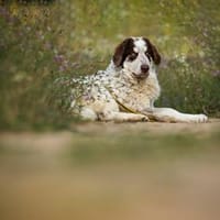 Dingo wünscht sich neues Zuhause, Hund zur Adoption