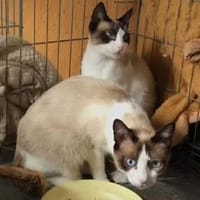 Schöner Calimero sucht Zuhause, Kater zur Adoption