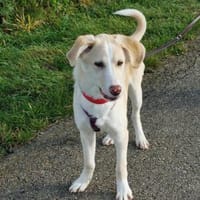 Junge verschmuste Sunny auf PS, Hündin zur Adoption