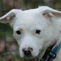 Schneeflöckchen Orla sucht ihr Glück!, Hündin zur Adoption