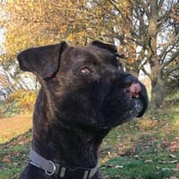 Susanna- ich war auch mal schön..., Hündin zur Adoption