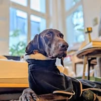 🧡Altos - in Deutschland zur Pflege, Hund zur Adoption