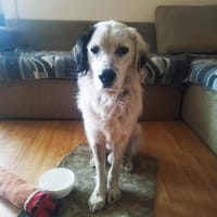 Bubi ein unkomplizierter lustiger Rüde, Hund zur Adoption