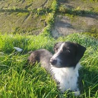 Atos ein trolliges Kerlchen, Hund zur Adoption