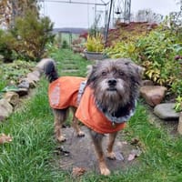 Finchen, ein bezauberndes Seelchen, Hündin zur Adoption