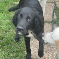 Bezaubernde Beau sucht ein Zuhause, Hündin zur Adoption