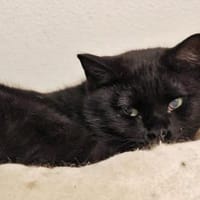 Mora sucht schönes Zuhause, Katze zur Adoption