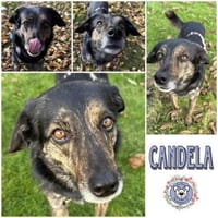 CANDELA * auf dem Weg zur Familienhündin, Hündin zur Adoption