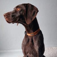 Jason, ca. 1 Jahr, 50 cm, 18 kg, Hund zur Adoption