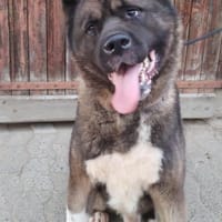 🍀🐾 Unser Neuer, eine Inobhutnahme ♥✊, Hund zur Adoption