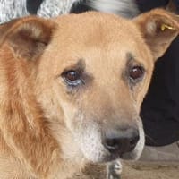 COUGAR-sanfter Senior Rüde, 51 cm, Hund zur Adoption